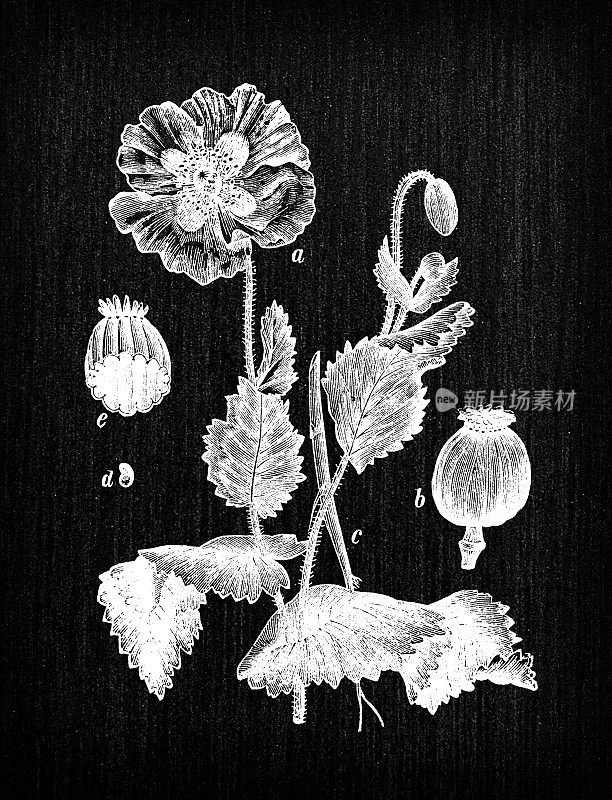 植物学植物古董雕刻插画:Papaver somniferum(罂粟花)